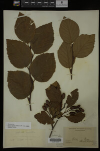 Image Associated With the Occurrence