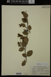 Image Associated With the Occurrence