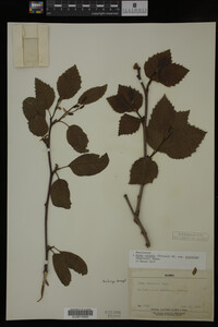 Image Associated With the Occurrence