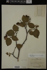 Image Associated With the Occurrence