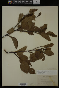 Image Associated With the Occurrence