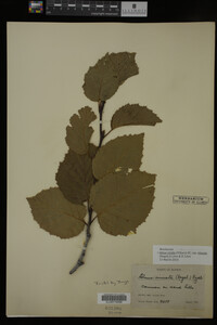 Image Associated With the Occurrence