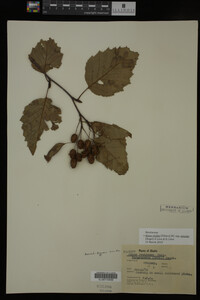 Image Associated With the Occurrence