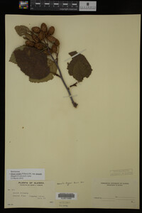 Image Associated With the Occurrence