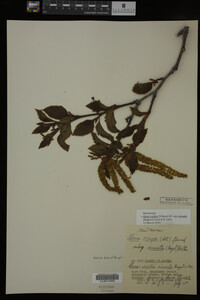 Image Associated With the Occurrence