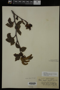 Image Associated With the Occurrence