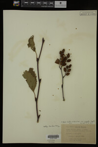 Image Associated With the Occurrence