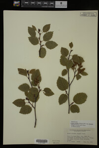 Image Associated With the Occurrence