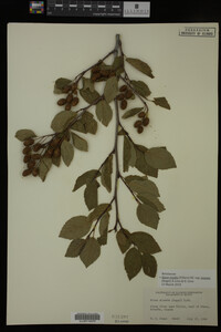 Image Associated With the Occurrence