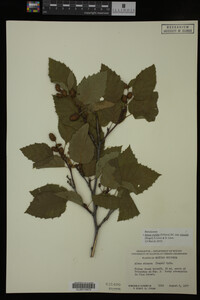 Image Associated With the Occurrence