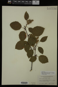 Image Associated With the Occurrence