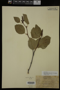 Image Associated With the Occurrence