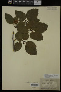 Image Associated With the Occurrence