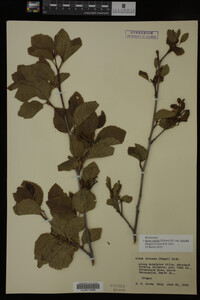 Image Associated With the Occurrence