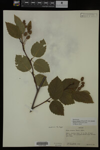 Image Associated With the Occurrence