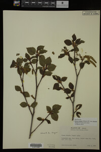 Image Associated With the Occurrence
