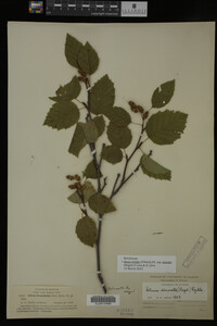 Image Associated With the Occurrence