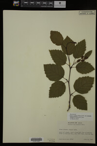 Image Associated With the Occurrence