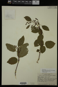 Image Associated With the Occurrence