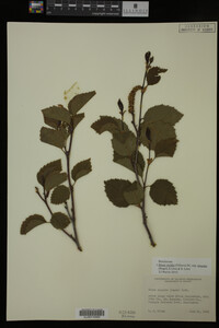 Image Associated With the Occurrence