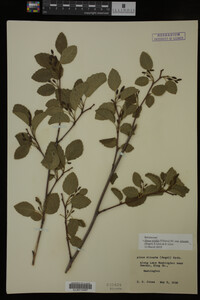 Image Associated With the Occurrence