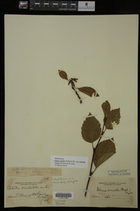 Image Associated With the Occurrence