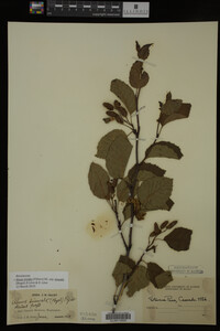 Image Associated With the Occurrence