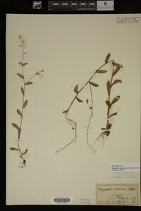Image Associated With the Occurrence