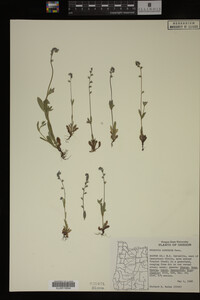 Image Associated With the Occurrence