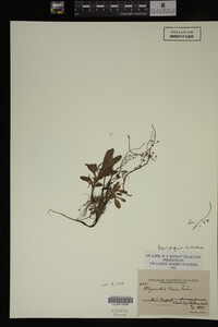 Myosotis laxa image