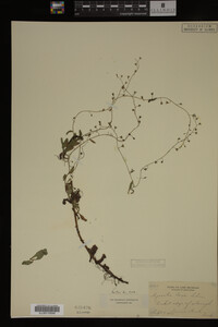 Myosotis laxa image