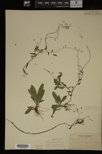Myosotis laxa image
