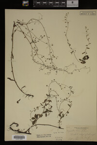 Myosotis laxa image
