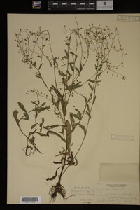 Myosotis laxa image