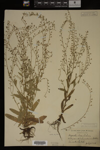 Myosotis laxa image