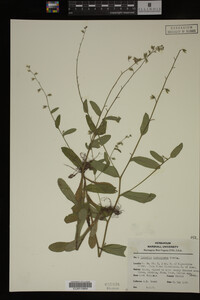 Myosotis macrosperma image