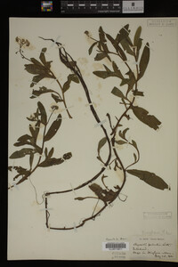 Image Associated With the Occurrence