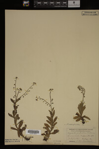 Myosotis scorpioides image