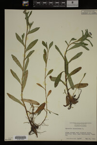 Myosotis scorpioides image