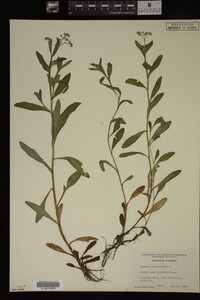 Myosotis scorpioides image