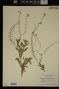 Myosotis scorpioides image