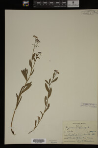 Myosotis scorpioides image