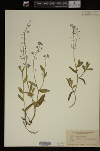 Myosotis scorpioides image