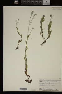 Myosotis scorpioides image