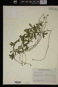 Myosotis scorpioides image
