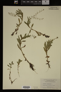Myosotis scorpioides image