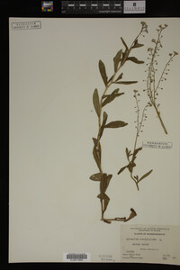 Myosotis scorpioides image