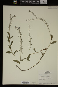 Myosotis scorpioides image