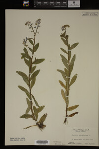 Myosotis scorpioides image