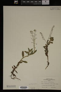 Myosotis scorpioides image